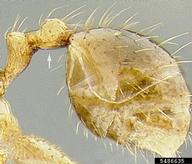 Postpetiole not distinctly swollen relative to petiole.