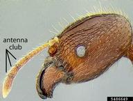 Antennal club 3-segmented.