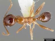 ant (<em>Pheidole teneriffana</em>) adult(s) on  (<em>  </em>)