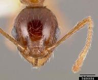 ant (<em>Pheidole teneriffana</em>) adult(s) on  (<em>  </em>)