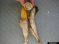 Diplodia tip blights (<em>Diplodia spp.</em>) symptoms on corn (<em>Zea mays</em>)