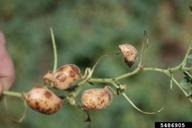 Ascochyta fungi (<em>Ascochyta spp.</em>) symptoms on chickpea (<em>Cicer arietinum</em>)