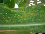 common corn rust (<em>Puccinia sorghi</em>) symptoms on corn (<em>Zea mays</em>)