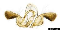 Genitalia.
Collection information: Panama: Trinidad River, Jun 1911, A. Busck.