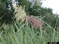 common reed (<em>Phragmites australis</em>) flower(s) on (<em> </em>)