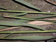 common reed (<em>Phragmites australis</em>) feature(s) on (<em> </em>)