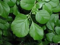 oriental bittersweet (<em>Celastrus orbiculatus</em>) flower(s) on (<em> </em>)