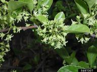 oriental bittersweet (<em>Celastrus orbiculatus</em>) flower(s) on (<em> </em>)