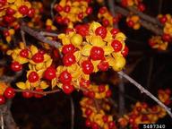 oriental bittersweet (<em>Celastrus orbiculatus</em>) fruit(s) on (<em> </em>)