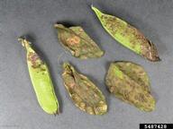 Infected leaves and pods