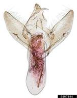 Genitalia.
Collection information: Germany: Rheingau, 1 May 1938, E. Jackh.