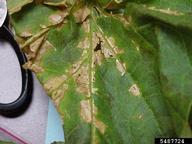 bacterial fruit blotch (<em>Acidovorax avenae ssp. citrulli</em>) symptoms on cantaloupe (<em>Cucumis melo Cantalupensis Group</em>)