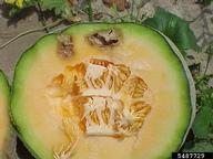 bacterial fruit blotch (<em>Acidovorax avenae ssp. citrulli</em>) symptoms on cantaloupe (<em>Cucumis melo Cantalupensis Group</em>)
