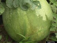 bacterial fruit blotch (<em>Acidovorax avenae ssp. citrulli</em>) symptoms on watermelon (<em>Citrullus lanatus</em>)