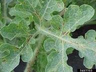 bacterial fruit blotch (<em>Acidovorax avenae ssp. citrulli</em>) symptoms on watermelon (<em>Citrullus lanatus</em>)