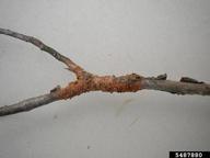 Cankered branch with rust spoulation