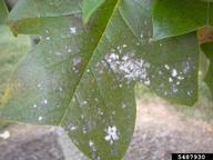 white mycelium on leaf