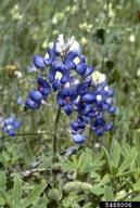 Texas bluebonnet (<em>Lupinus subcarnosus</em>) flower(s) on (<em> </em>)