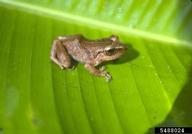 coqui (<em>Eleutherodactylus coqui</em>) adult(s) on (<em> </em>)