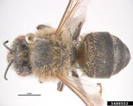 Cape honey bee (<em>Apis mellifera capensis</em>) adult(s) on (<em> </em>)