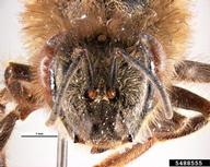 Cape honey bee (<em>Apis mellifera capensis</em>) adult(s) on (<em> </em>)