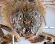 Cape honey bee (<em>Apis mellifera capensis</em>) adult(s) on (<em> </em>)