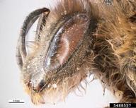 Cape honey bee (<em>Apis mellifera capensis</em>) adult(s) on (<em> </em>)