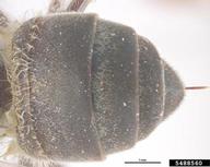 Cape honey bee (<em>Apis mellifera capensis</em>) adult(s) on (<em> </em>)