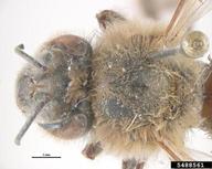 Cape honey bee (<em>Apis mellifera capensis</em>) adult(s) on (<em> </em>)