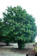 Chinese chestnut (<em>Castanea mollissima</em>) tree(s) on (<em> </em>)