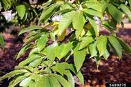 Chinese chestnut (<em>Castanea mollissima</em>) foliage on (<em> </em>)
