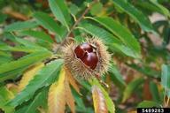 Dehiscing fruit exposing nuts
