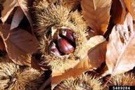Dehiscing fruit exposing nuts