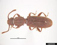 sawtoothed grain beetle (<em>Oryzaephilus surinamensis</em>) adult(s) on  (<em>  </em>)