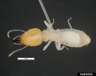 Asian Subterranean Termite (<em>Coptotermes gestroi</em>) adult(s) on  (<em>  </em>)