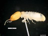 Asian Subterranean Termite (<em>Coptotermes gestroi</em>) adult(s) on  (<em>  </em>)