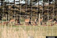 Red deer are farmed in many areas of New Zealand. 
