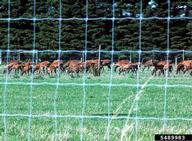 Red deer are farmed in many areas of New Zealand.