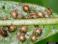Mummies of oleander aphids parasitized by Aphidius sp.