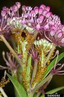 Aphids on milkweed flowers.