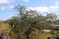 Egyptian Thorn (<em>Acacia nilotica</em>) tree(s) on (<em> </em>)