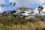 Egyptian Thorn (<em>Acacia nilotica</em>) foliage on (<em> </em>)