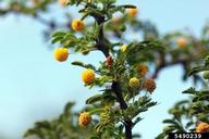 Egyptian Thorn (<em>Acacia nilotica</em>) flower(s) on (<em> </em>)
