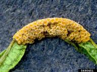 Aecia on leaf