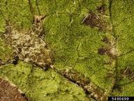 Sporulation on leaf surface
