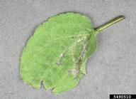 Symptomatic infected leaf