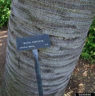 Stem with leaf scars.