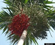Ripe, red fruit.