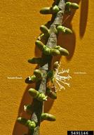 ptychosperma (<em>Ptychosperma elegans</em>) flower(s) on (<em> </em>)