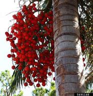 ptychosperma (<em>Ptychosperma elegans</em>) fruit(s) on (<em> </em>)